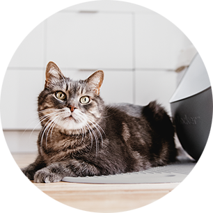 Litter Mat lifestyle - cat sitting on mat