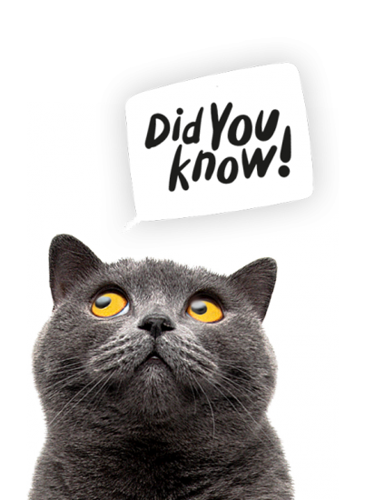 Cat saying did you know